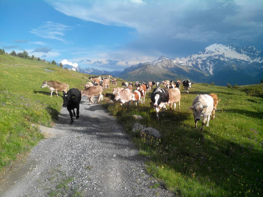 Agriturismo Raethia Isolaccia Zewnętrze zdjęcie