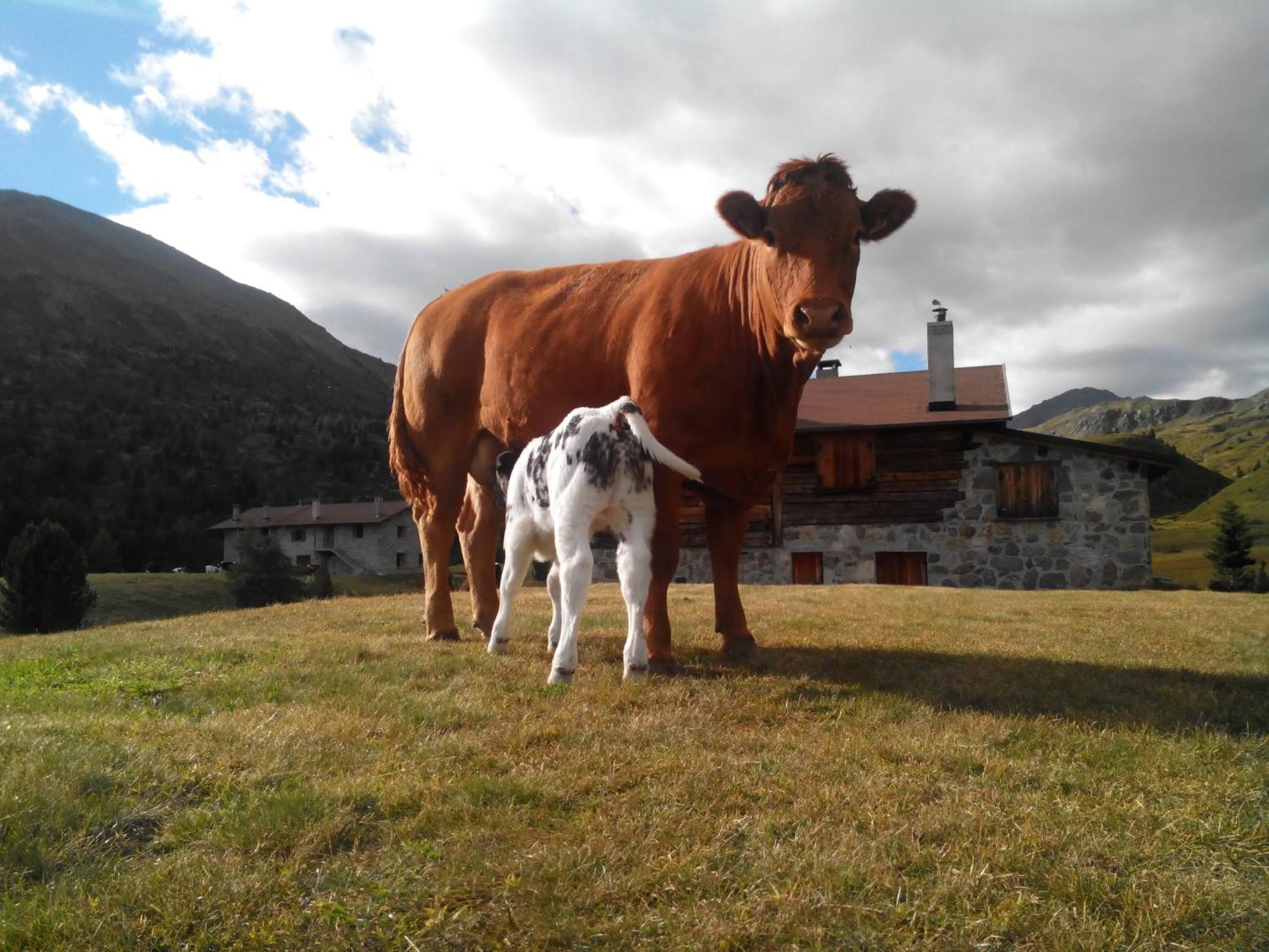 Agriturismo Raethia Isolaccia Zewnętrze zdjęcie