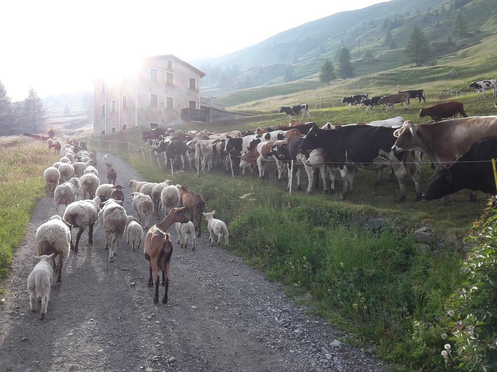 Agriturismo Raethia Isolaccia Zewnętrze zdjęcie