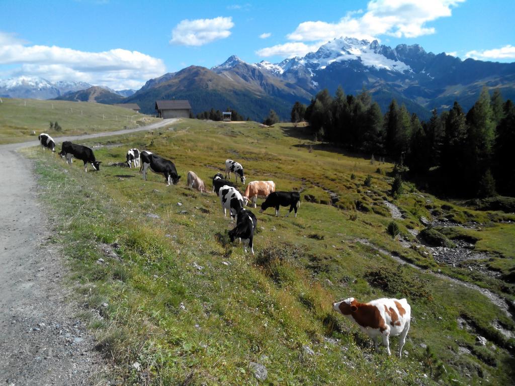 Agriturismo Raethia Isolaccia Zewnętrze zdjęcie