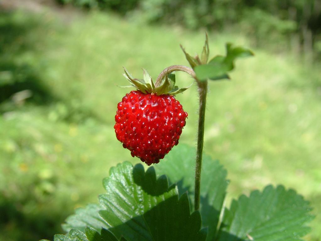 Agriturismo Raethia Isolaccia Zewnętrze zdjęcie